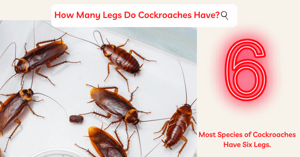 how many legs do cockroaches have?