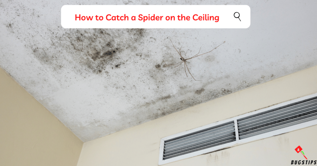 how to trap spiders -How to Catch a Spider on the Ceiling