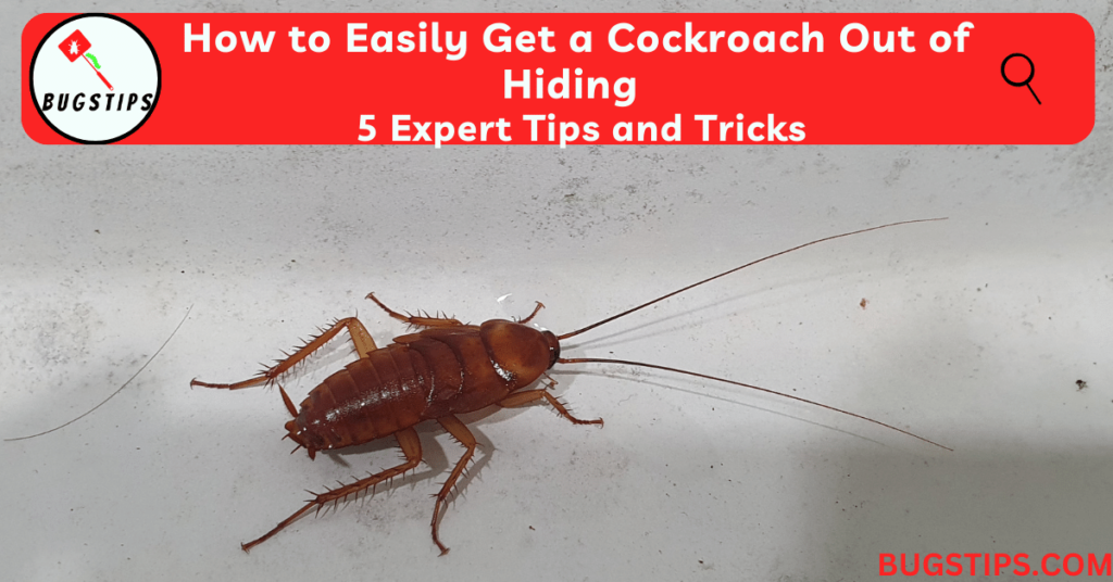 How to Easily Get a Cockroach Out of Hiding: 5 Expert Tips and Tricks