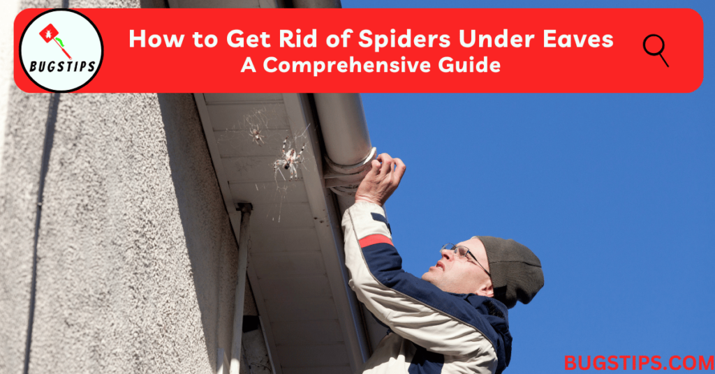 How to Get Rid of Spiders Under Eaves: A Comprehensive Guide