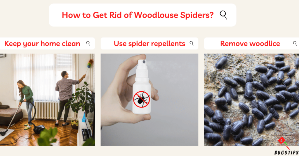 are woodlouse spiders poisonous?How to Get Rid of Woodlouse Spiders?