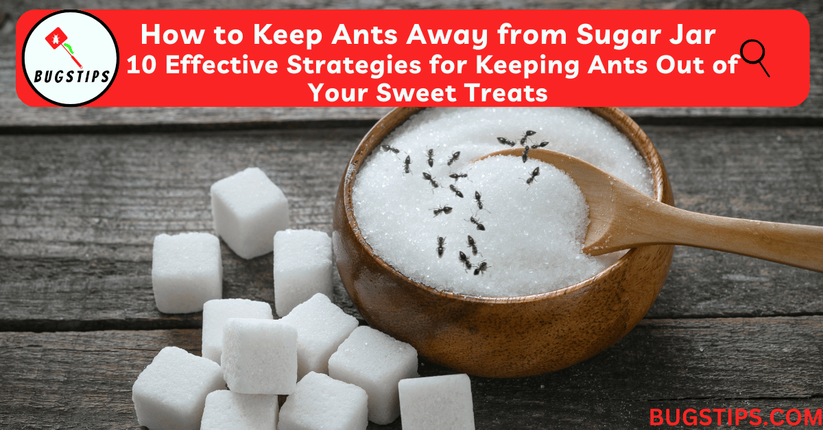 How to Keep Ants Away from Sugar Jar