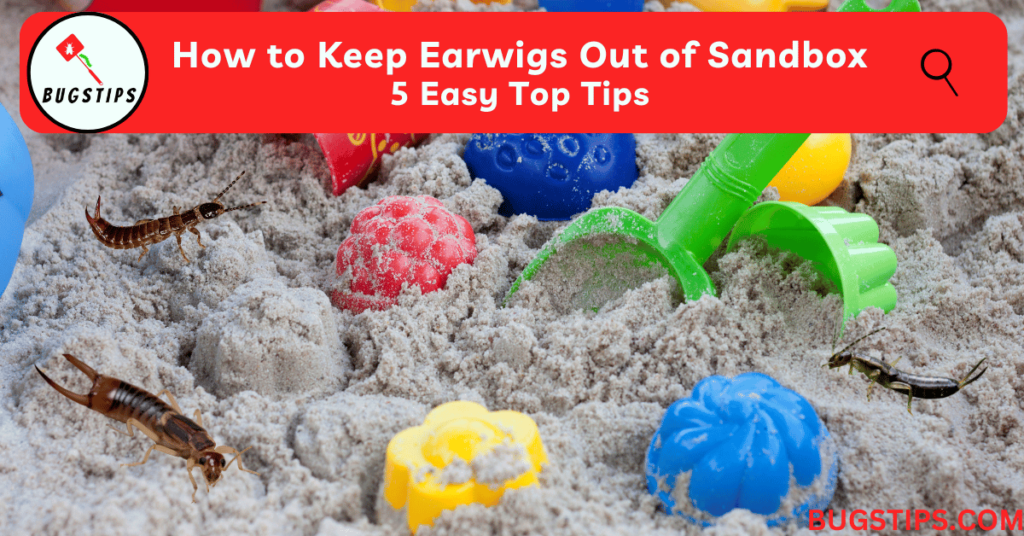 How to Keep Earwigs Out of Sandbox