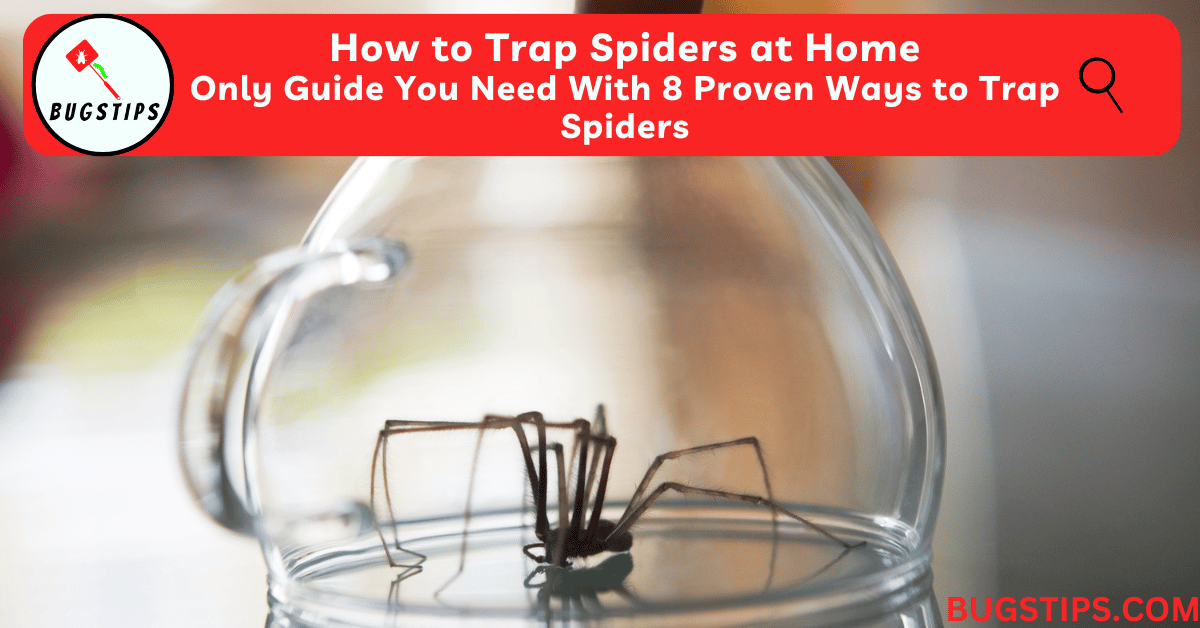 How to Trap Spiders at Home