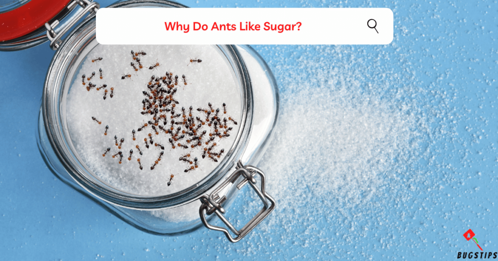 How to keep ants away from sugar jar why do ants like sugar