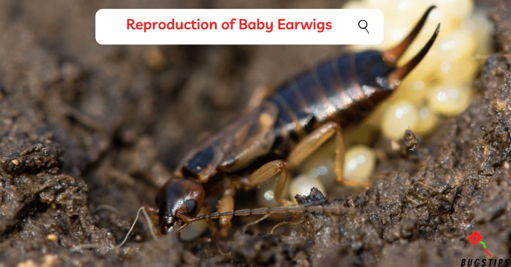 Reproduction of Baby Earwigs