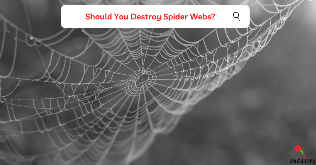 Should You Destroy Spider Webs?