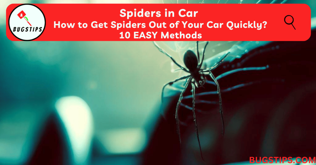 Spiders in Car: How to Get Spiders Out of Your Car Quickly? 10 EASY