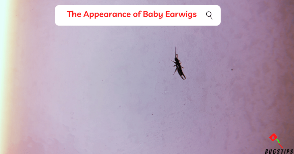 The Appearance of Baby Earwigs