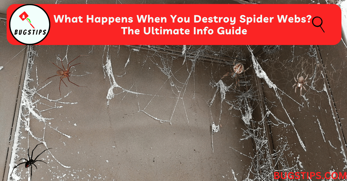 What Happens When You Destroy Spider Webs? The Ultimate Info Guide