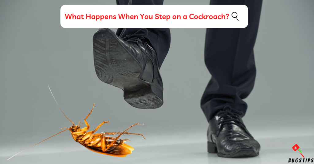 Can you squish a cockroach ? What Happens When You Step on a Cockroach?