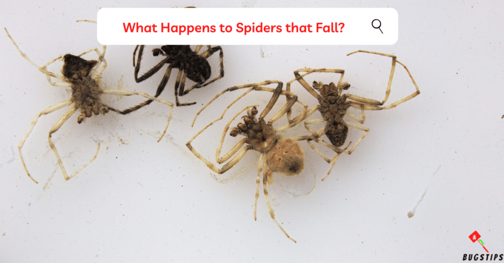 Can a spider die from falling? What Happens to Spiders that Fall?