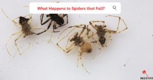 Spider Explodes When Falling Can a Spider Die from Falling? 9 Surprising Facts About Spiders Falling ...