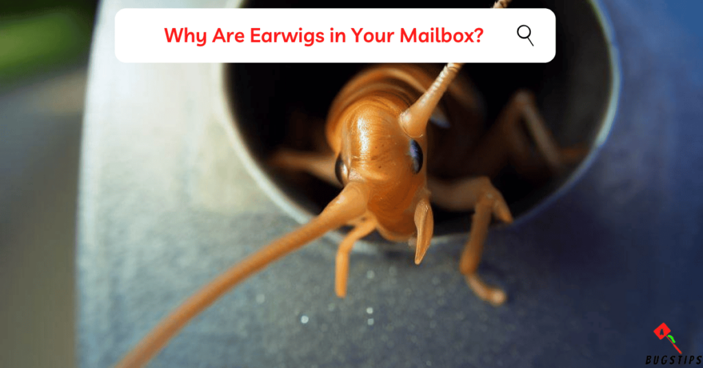 Why Are Earwigs in Mailbox?