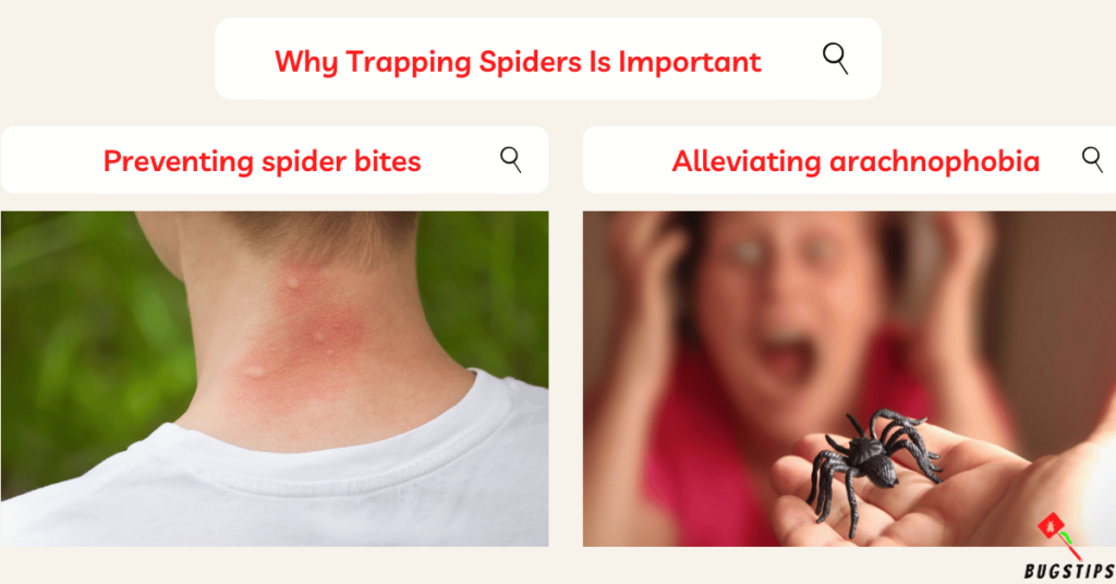 how to trap spiders - Why Trapping Spiders Is Important
