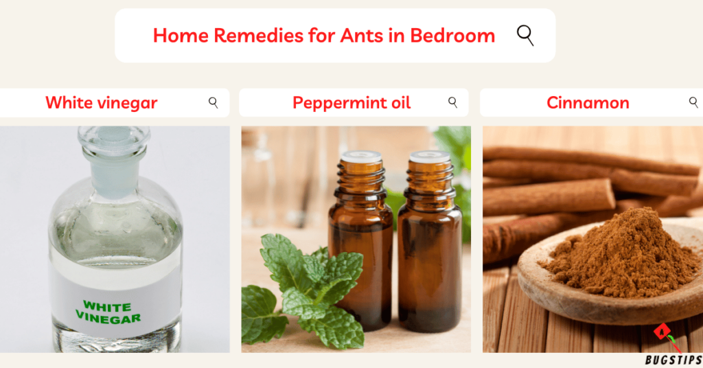 ants in bedroom: Home Remedies for Ants in Bedroom