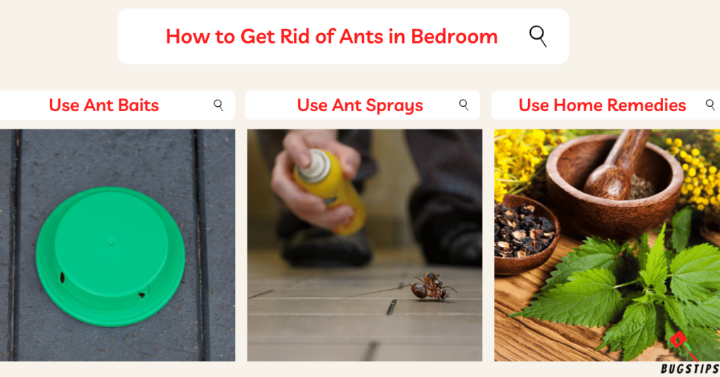 ants in bedroom How to Get Rid of Ants in Bedroom