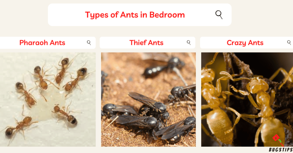ants in bedroom Types of Ants in Bedroom (1)