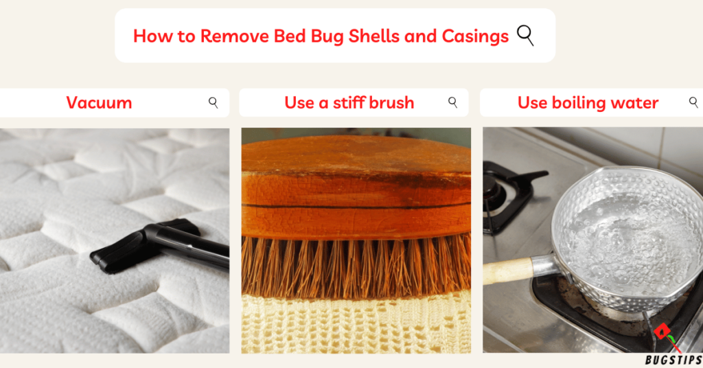 bed bug shells  How to Remove Bed Bug Shells and Casings