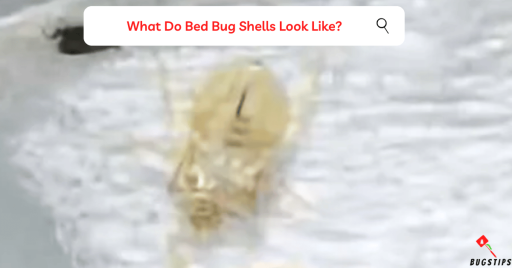 What Do Bed Bug Shells Look Like?