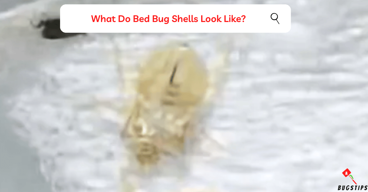 Bed Bug Shells, Skins, and Casings| Complete Guide - BugsTips