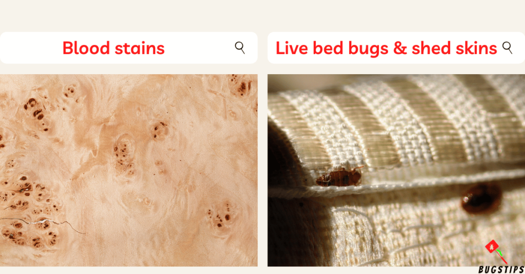 Bed Bugs in Upholstered Headboards signs, blood stains & live bed bugs or shed skins