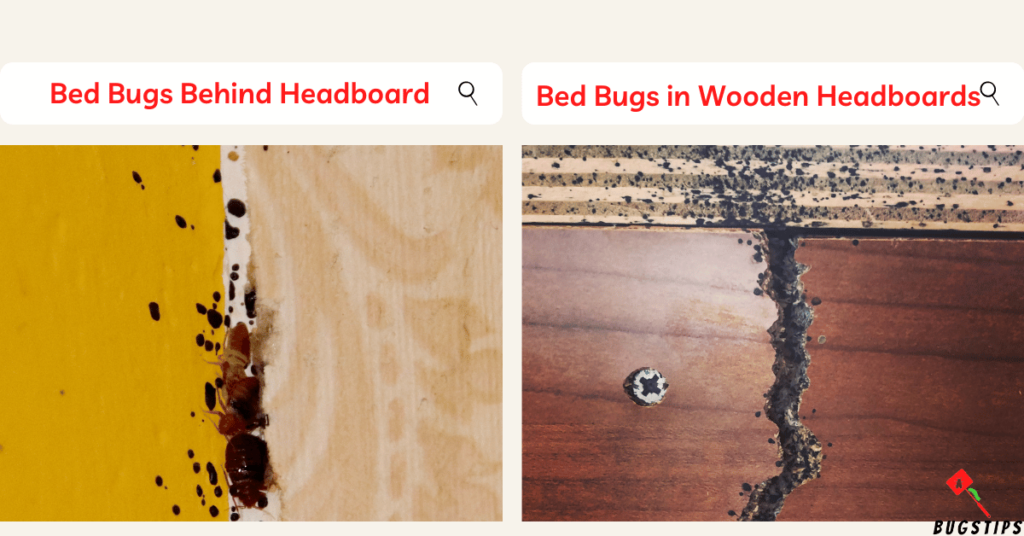 Bed Bugs in Wooden Headboards signs - bed bugs behind headboard & bed bugs in wooden headboards