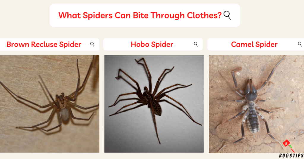 can spiders bite through clothes: What Spiders Can Bite Through Clothes?