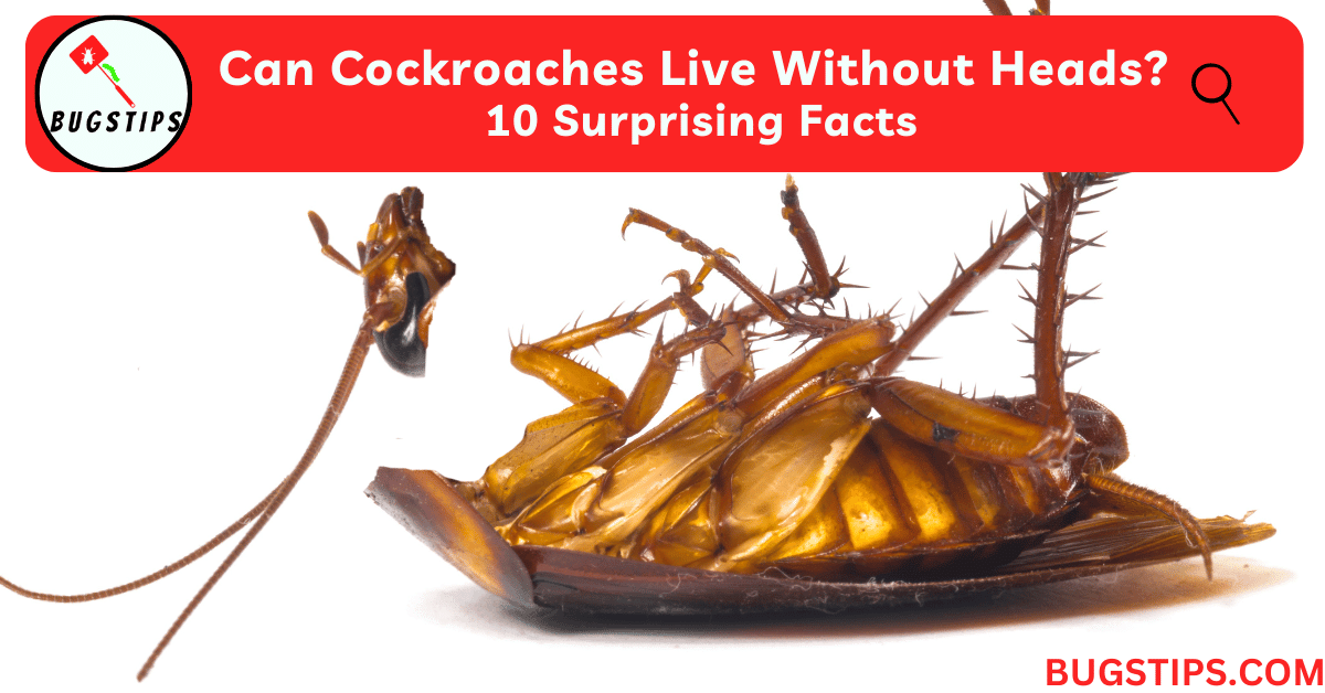 cockroaches live without heads