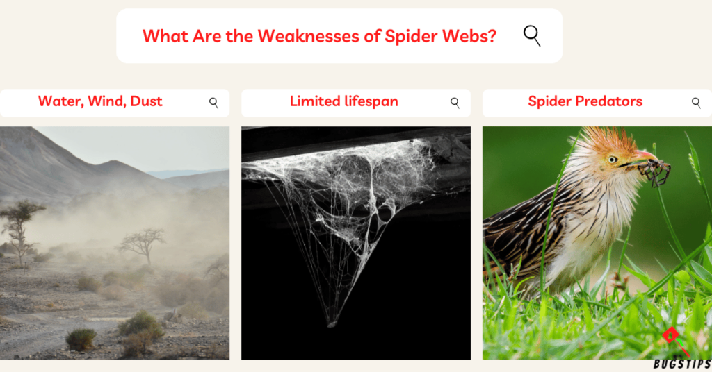 destroy spider webs: What Are the Weaknesses of Spider Webs?