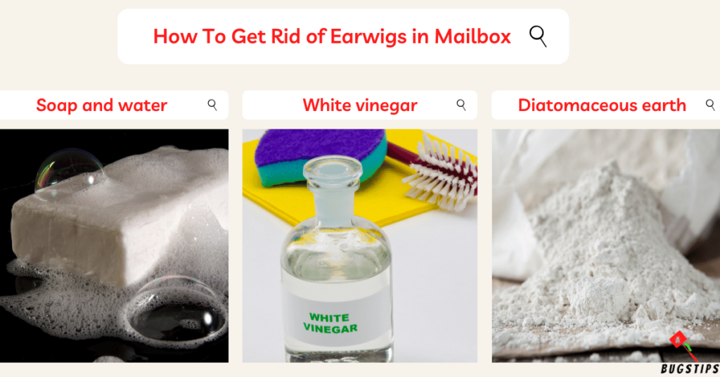earwigs in mailbox: How To Get Rid of Earwigs in Mailbox