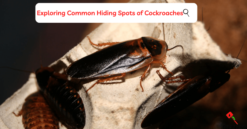 saw one cockroach? Exploring Common Hiding Spots of Cockroaches