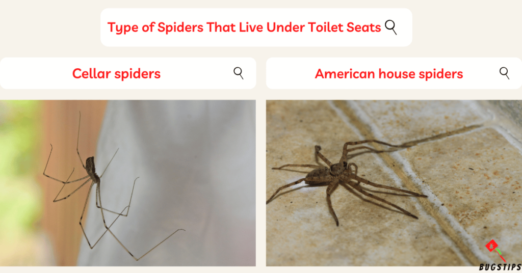 spider under toilet seat 
Type of Spiders That Live Under Toilet Seats