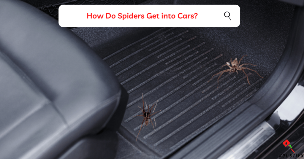 spiders in car : How Do Spiders Get into Cars?