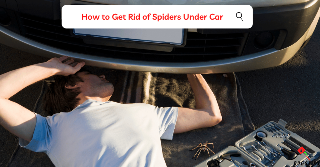 spiders in car :How to Get Rid of Spiders Under Car