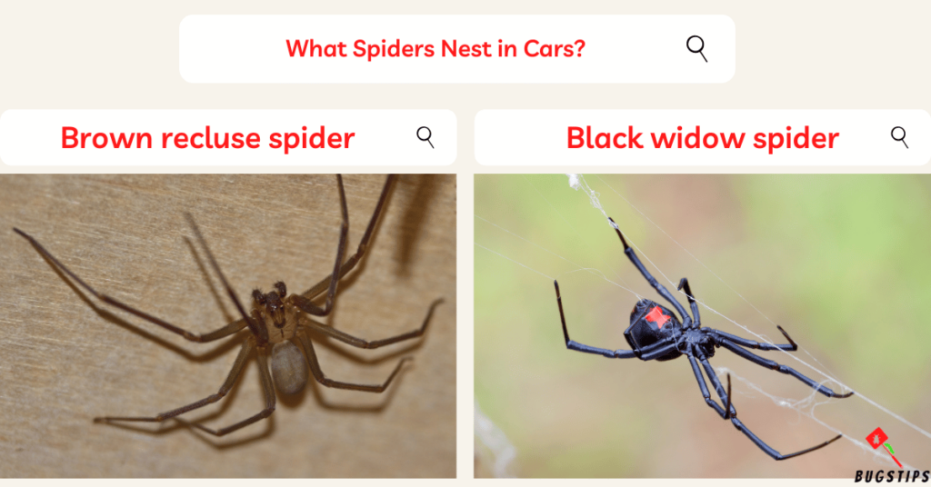 spiders in car: What Spiders Nest in Cars?