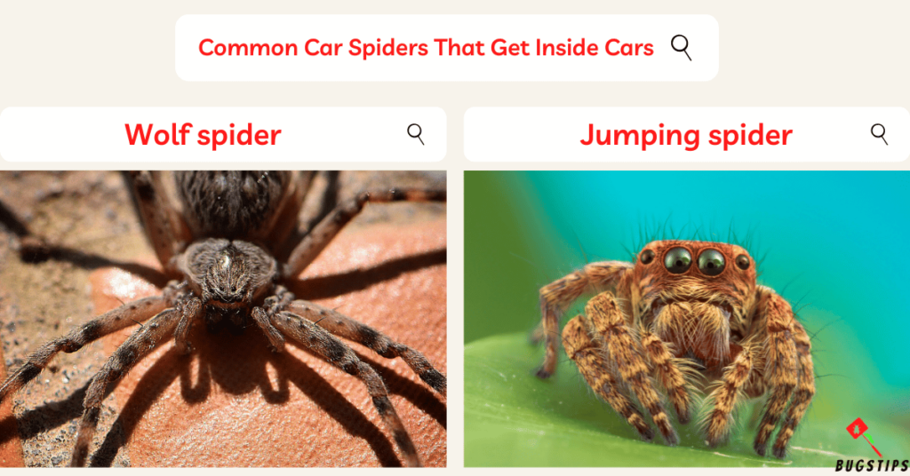 spiders in car: common car spiders that get inside cars