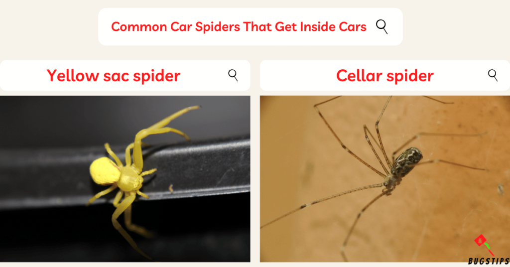 spiders in car: common car spiders that get inside cars