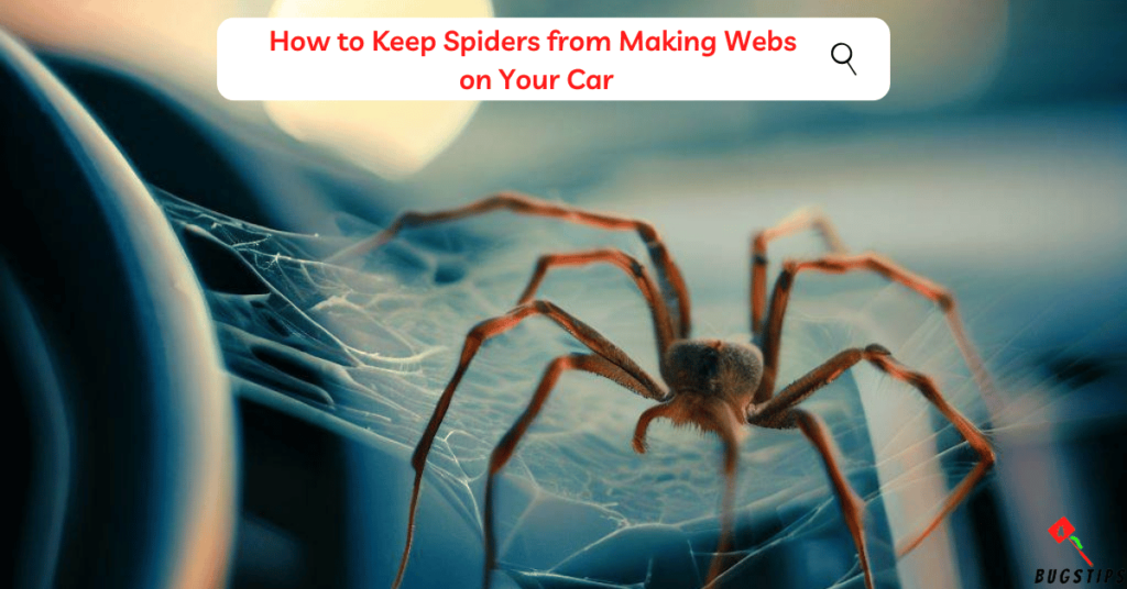 spiders in car: how to keep spiders from making webs on your car