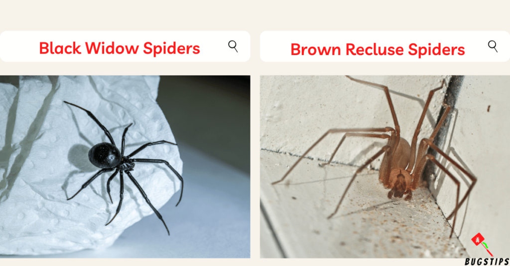 spiders under eaves - Black widow spiders & Brown Recluse Spiders