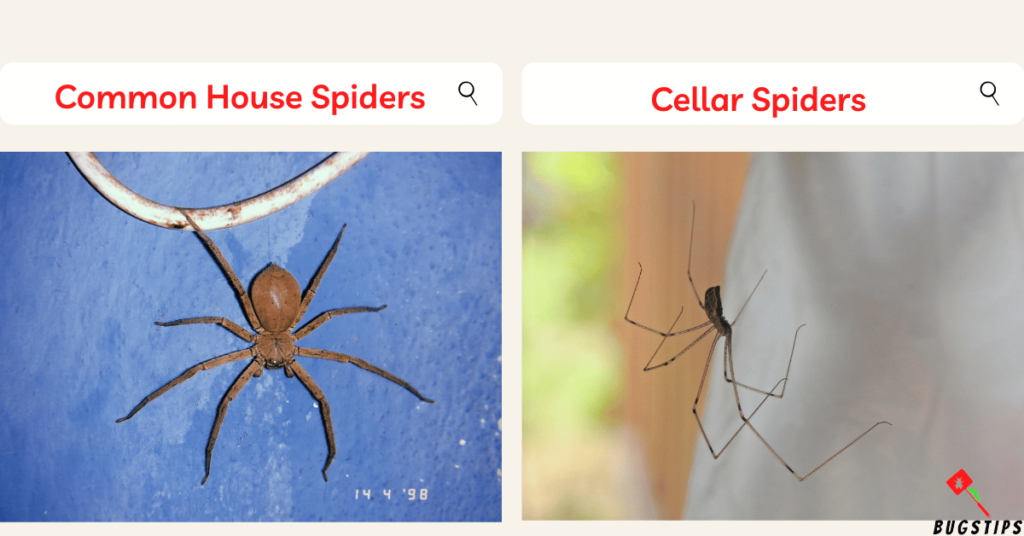spiders under eaves - Common house spiders & cellar spiders