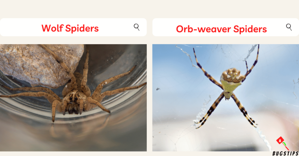 spiders under eaves - Wolf Spiders & Orb-weaver Spiders