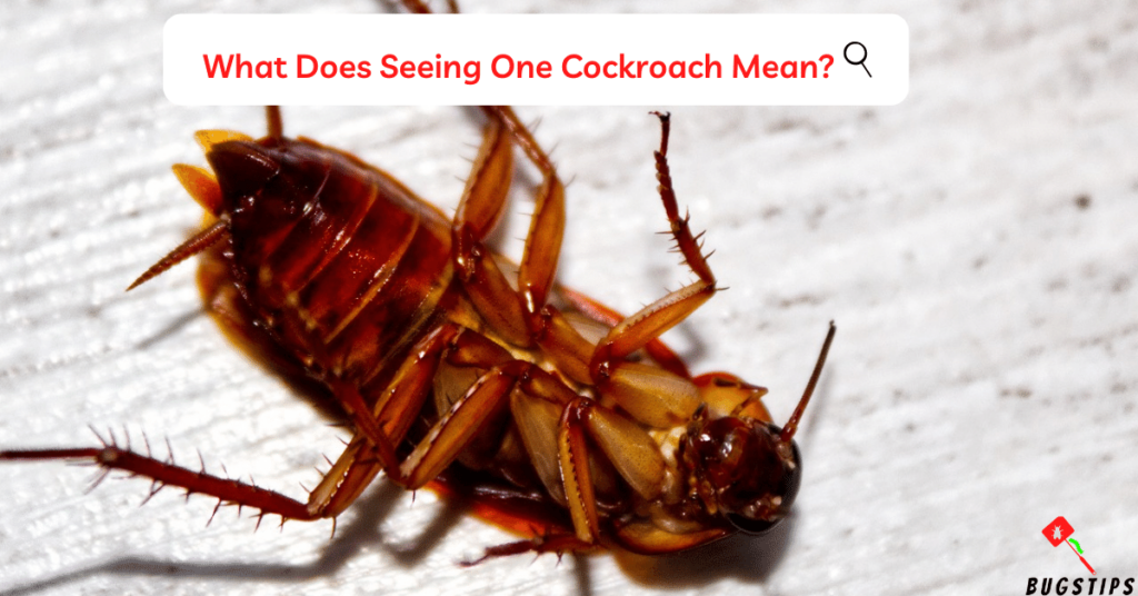 What Does Seeing One Cockroach Mean?