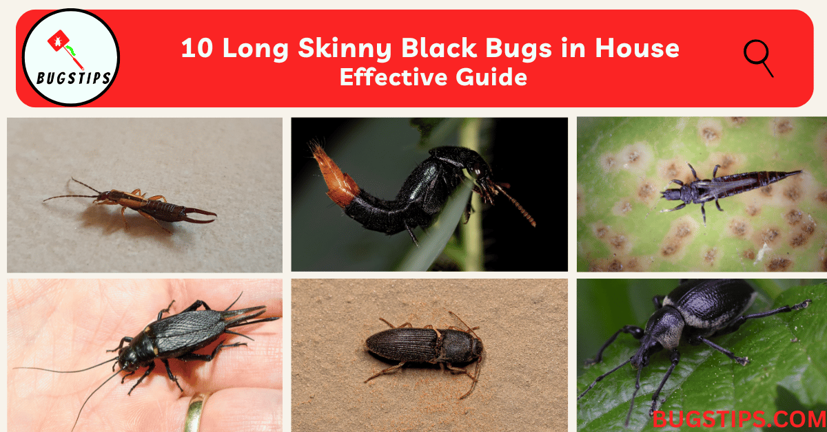 10 Long Skinny Black Bugs in House Effective Guide