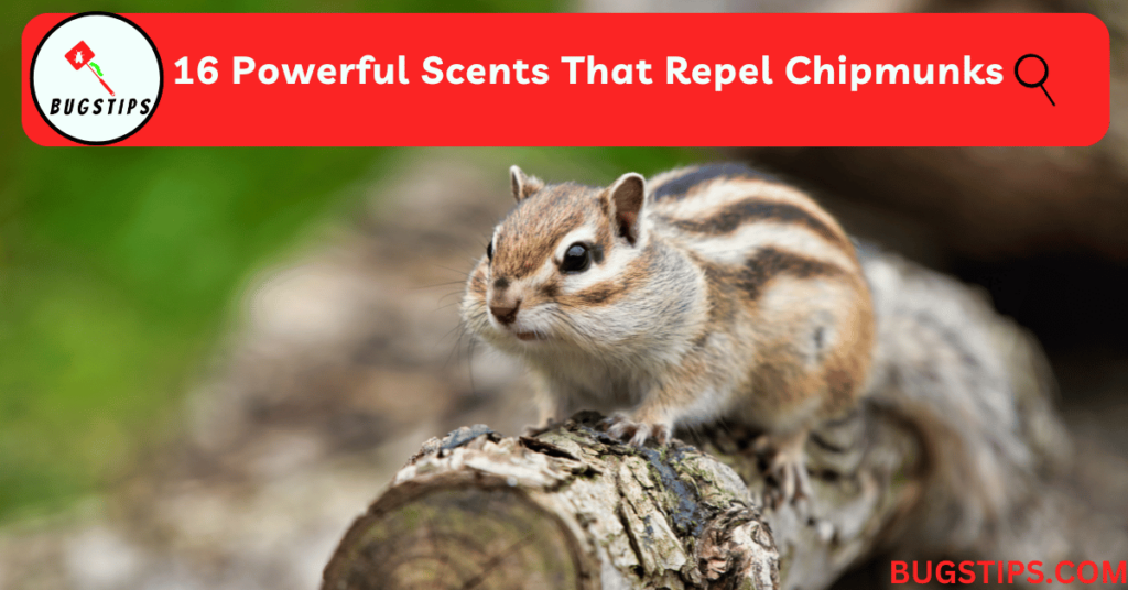 16 Powerful Scents That Repel Chipmunks