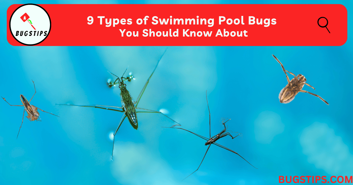 9 Types of Swimming Pool Bugs You Should Know About - BugsTips