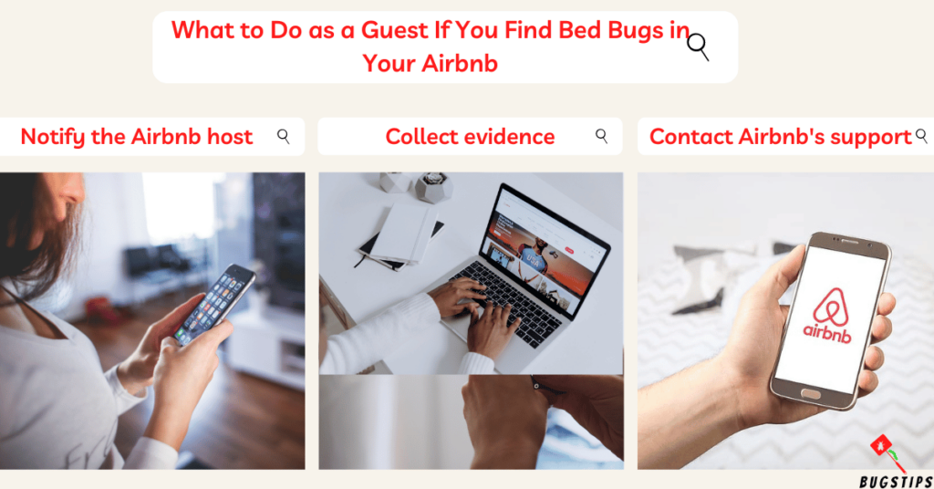 Airbnb Bed Bugs: What to Do as a Guest If You Find Bed Bugs in Your Airbnb