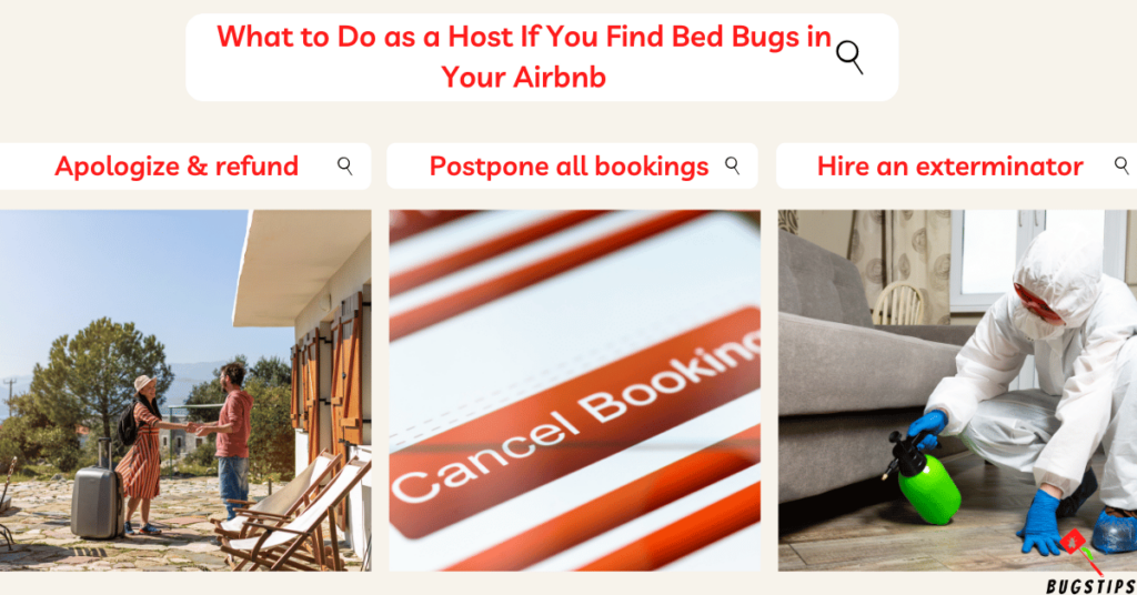 Airbnb Bed Bugs: What to Do as a Host If You Find Bed Bugs in Your Airbnb