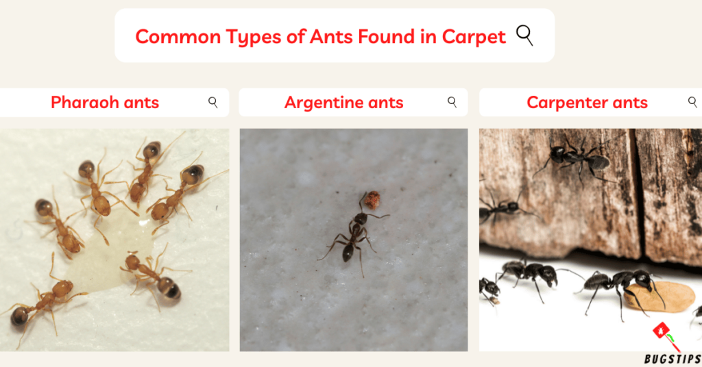 Ants in Carpet: Common Types of Ants Found in Carpet