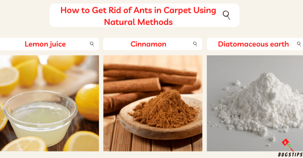 Ants in Carpet: How to Get Rid of Ants in Carpet Using Natural Methods (1)